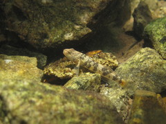 Rhinogobius leavelli