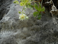 Potentilla caulescens