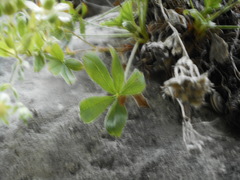 Potentilla caulescens