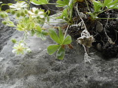 Potentilla caulescens