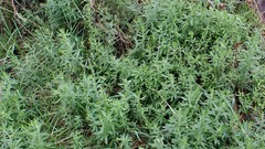 Gonocarpus elatus