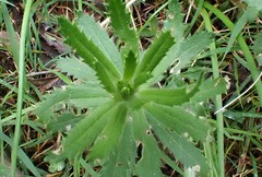 Gonocarpus elatus