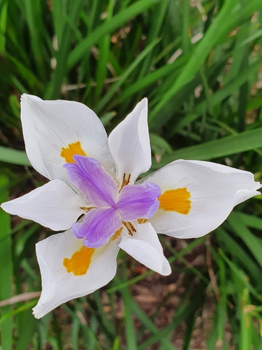 Dietes grandiflora