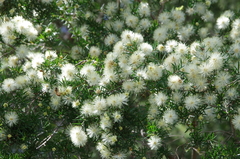 Melaleuca nodosa