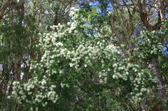 Melaleuca nodosa