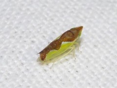 Athysanini