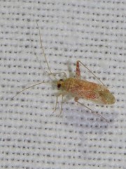 Phytocoris meridionalis