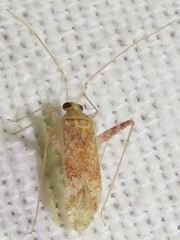 Phytocoris meridionalis