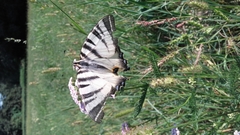 Iphiclides podalirius
