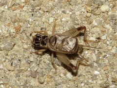 Eugryllodes escalerae