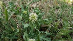 Acicarpha tribuloides