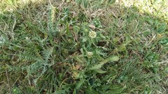 Acicarpha tribuloides