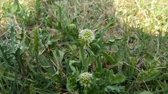 Acicarpha tribuloides