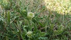 Acicarpha tribuloides