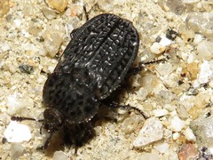 Thanatophilus rugosus