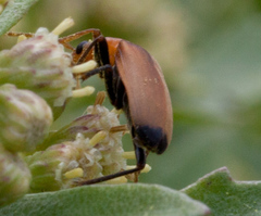 Nacerdes melanura
