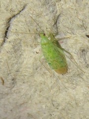 Malacocoris chlorizans