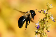 Xylocopa virginica