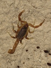 Occitanus