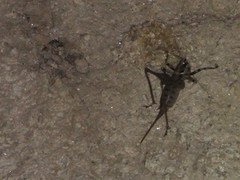 Antaxius spinibrachius