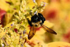 Xylocopa virginica