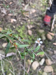 Sannantha pluriflora