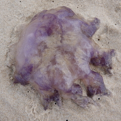 Cepheidae