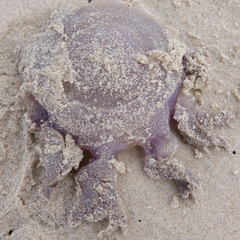Cepheidae