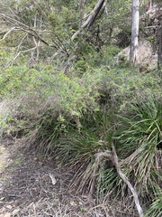 Sannantha pluriflora