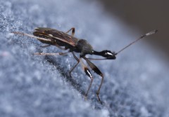 Myodocha serripes