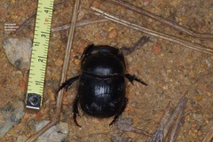 Catharsius renaudpauliani