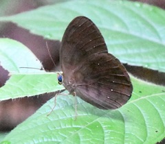 Faunis canens arcesilas