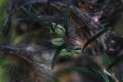Boronia hapalophylla