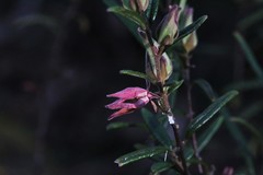 Boronia hapalophylla