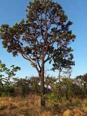 Vochysia thyrsoidea