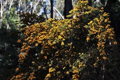 Pultenaea flexilis
