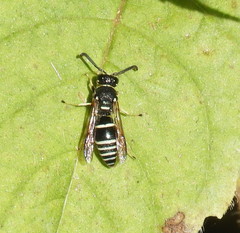 Euodynerus planitarsis
