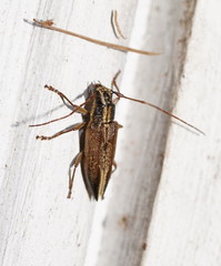 Temnosternus planiusculus