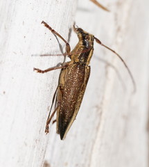 Temnosternus planiusculus