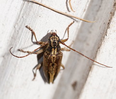 Temnosternus planiusculus