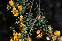 Pultenaea flexilis
