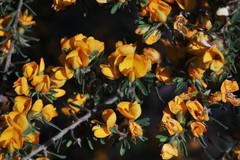 Pultenaea flexilis