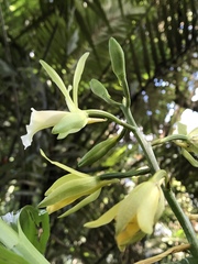 Phaius takeoi