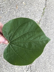 Cercis canadensis