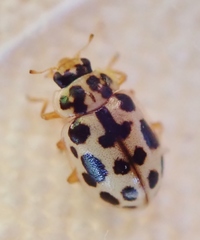 Anisosticta bitriangularis