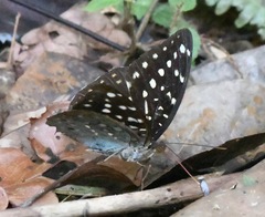 Lexias pardalis dirteana