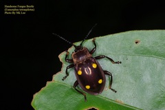 Eumorphus tetraspilotus