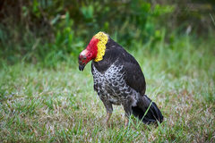 Alectura lathami lathami