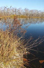 Spiraea beauverdiana