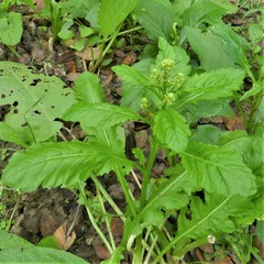 Rorippa sessiliflora